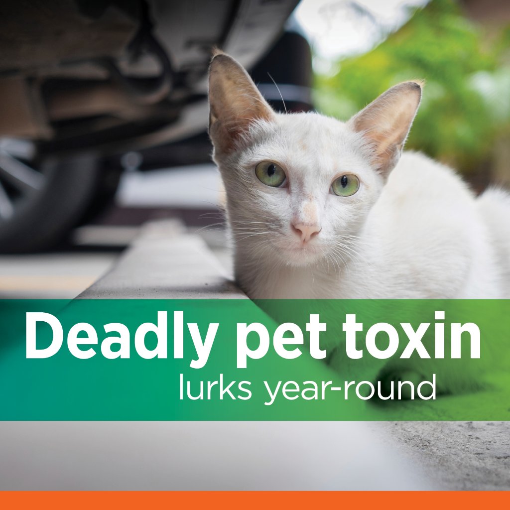 Find out why antifreeze is one of the most common winter hazards to pets: bit.ly/2UgNwt0 #BestPetInsuranceEver #NWDVM #PetsNationwide