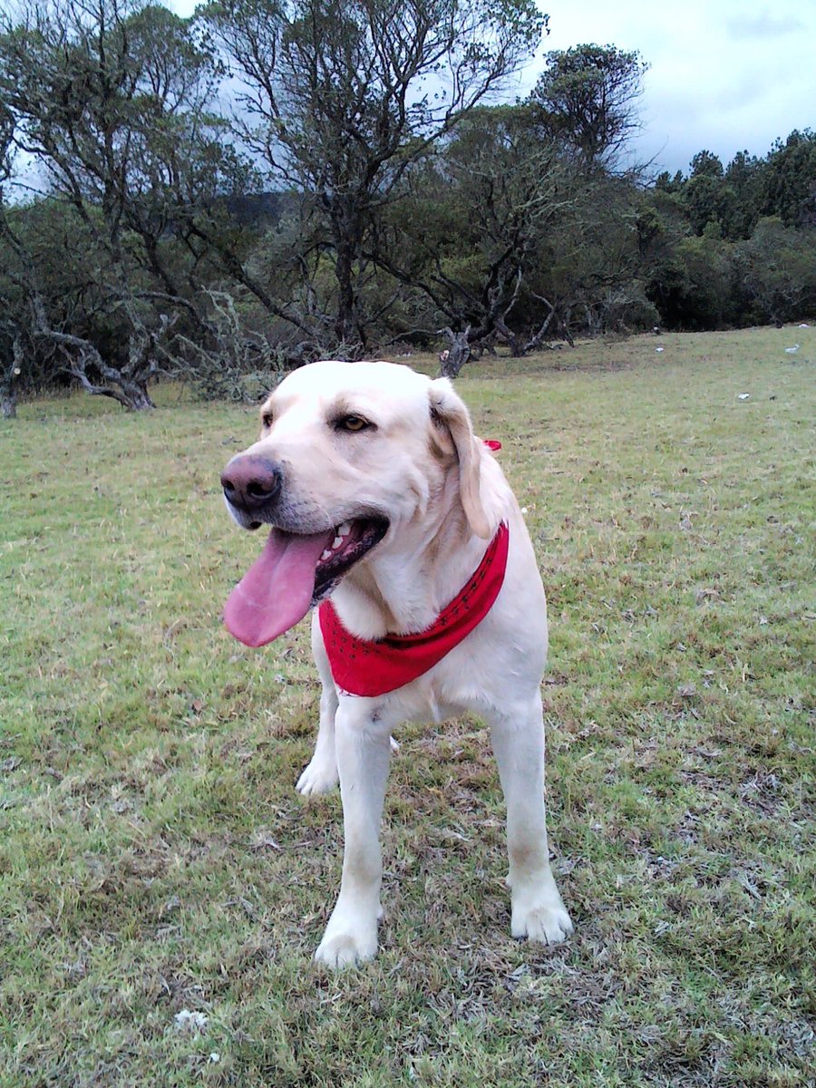Ladaninf's tweet photo. Y saber que él ocupaba el bolsillo de mi chaqueta 🥺 https://t.co/X0iHGTBEYO
