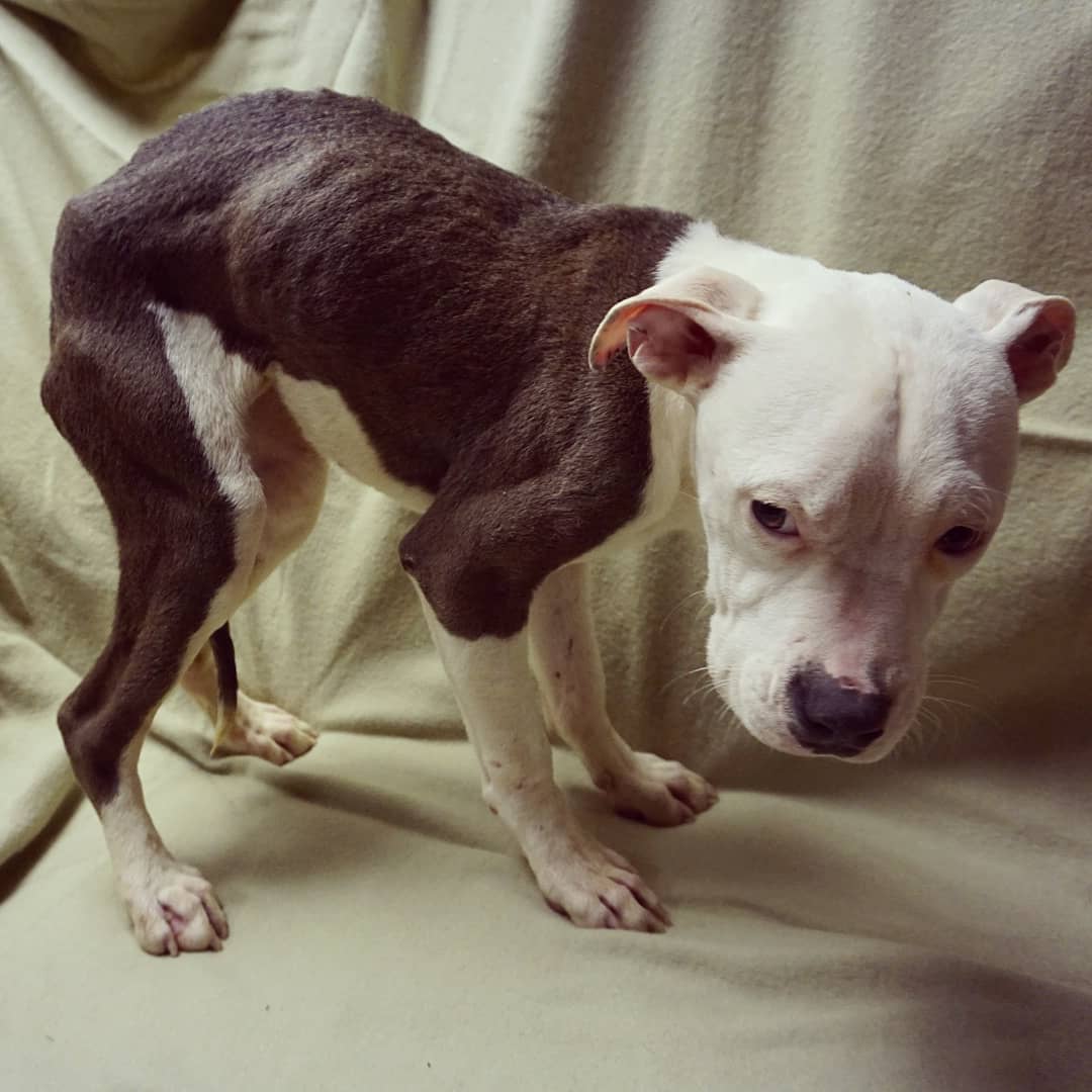 #Starved #Puppy found dumped on the curbside in #Detroit. Share to help us find the responsible person. And please follow our work here: instagram.com/p/B5th4lsF7vb/…