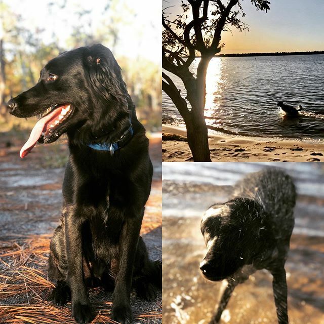 A perfect day. Can't wait to see everyone at the Carolina Beach State Park Trail Half Marathon on December 28. The trails are stunning! #trailrunning #dogsofinstagram #running #wilmingtonnc #carolinabeach #halfmarathon ift.tt/2DQJxZy