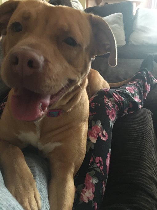 @goddessbbangel Mary my rescue pit she is working through anxiety when they found her they couldn&rsquo;t locate<a class="tags" target="_blank" title="On Twitter" href="/?out=eyJ0eXAiOiJKV1QiLCJhbGciOiJIUzUxMiJ9.eyJpYXQiOjE3MjUwOTc5NjUsImlzcyI6InR3cG9ybnN0YXJzLmNvbSIsIm5iZiI6MTcyNTA5Nzk2NSwiZXhwIjoxNzU2NjMzOTY1LCJyZWRpcmVjdF91cmwiOiJodHRwczovL3R3aXR0ZXIuY29tL2dvZGRlc3NiYmFuZ2VsIn0.1ke9DfhT-rWgn3UvvO2IYPgUW6faLfXQCFIVuNJEjyTgUt3sH7Q6y4azwDVJNHUjCNhHI0pPbLE_E-cYyXpzmA">@goddessbbangel</a><a href="/tag/findomme"class="tags"><span>#findomme</span></a><a href="/tag/finsub"class="tags"><span>#finsub</span></a><a href="/tag/pigpay"class="tags"><span>#pigpay</span></a><a href="/tag/findomgodess"class="tags"><span>#findomgodess</span></a>