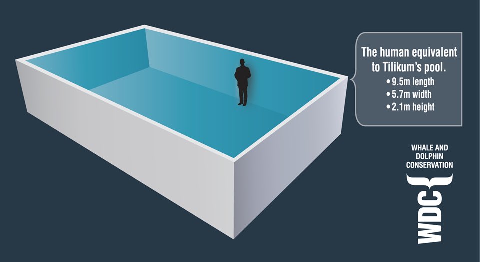 OrcaSOS's tweet photo. It's
✱ not education
✱ not conservation
✱ not right
#IAmTILIKUM #Blackfish #EmptyTheTanks #BlueFreedom https://t.co/1SwxWHZwzg