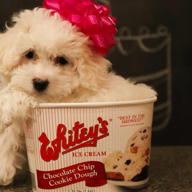 flippingfor1st's tweet photo. Now you know you’re home!  #birthdaypresent #newpuppy #whiteysicecream  #whiteys https://t.co/Xo8RcsE8mY https://t.co/FVGNfbjpdS