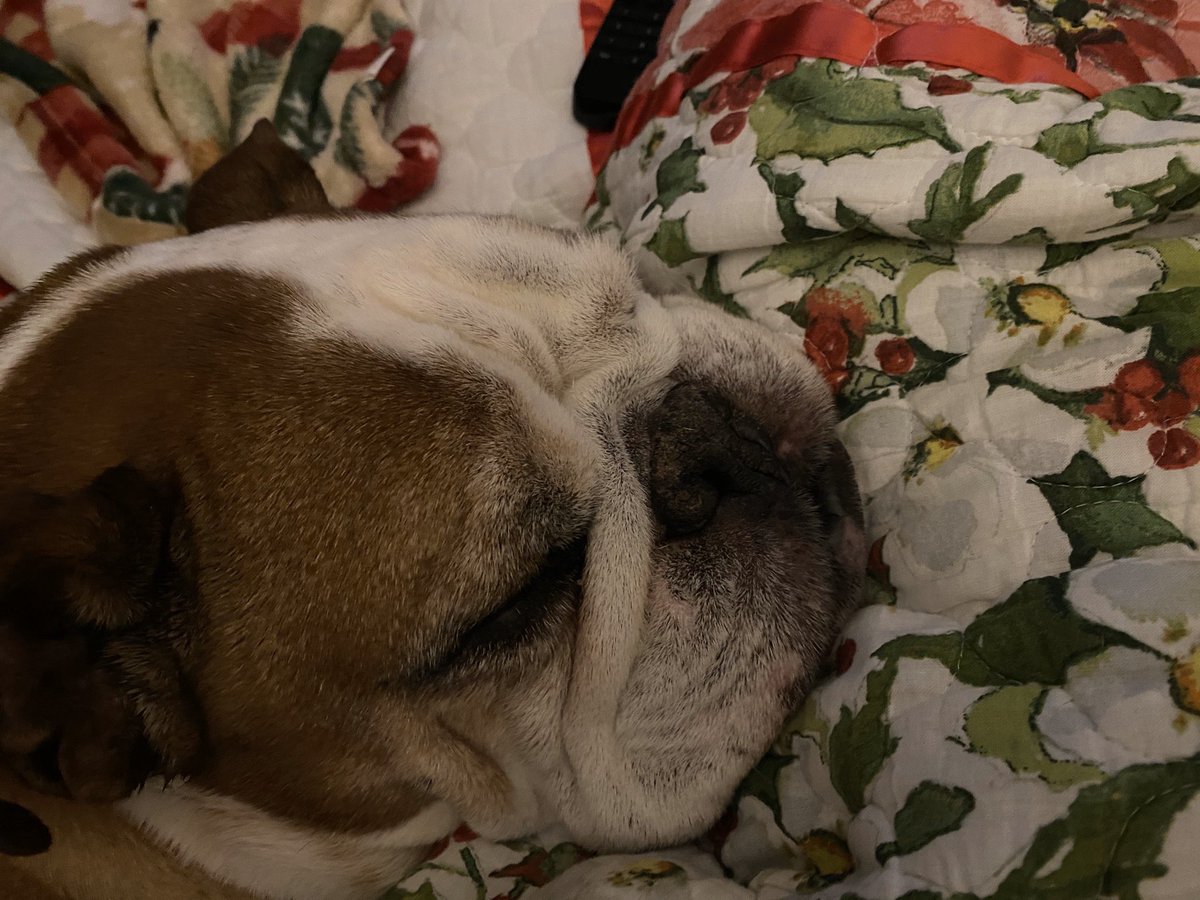Chunkdontcare's tweet photo. When my hoomans tell me I’m not allowed on something... I just give it time. https://t.co/TAZCeJQU9v