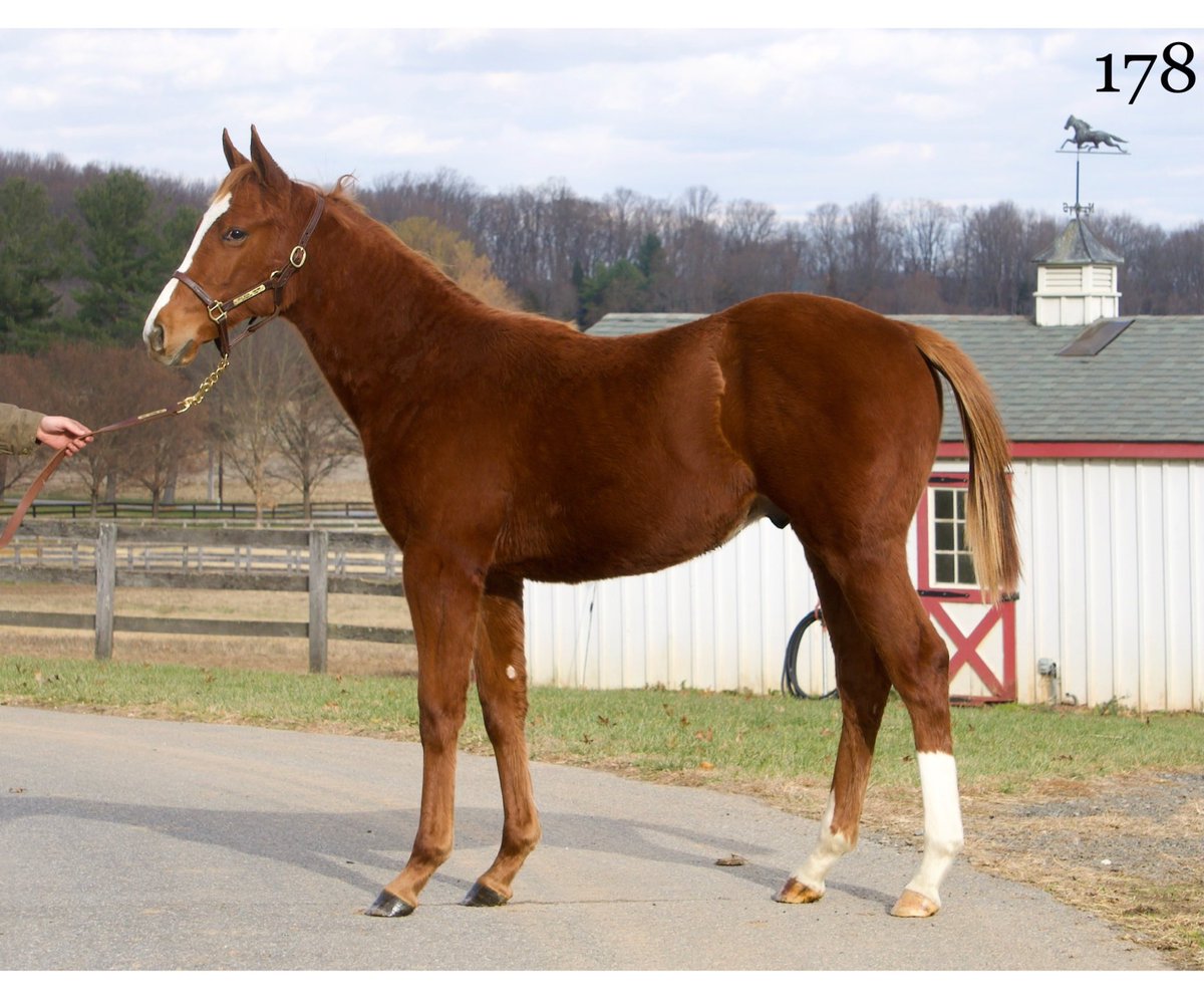 SabrinnaMoore's tweet photo. Here are a few more selling Tuesday, @FasigTiptonCo Midlantic Mixed Sale! https://t.co/2uYpXB9eEm