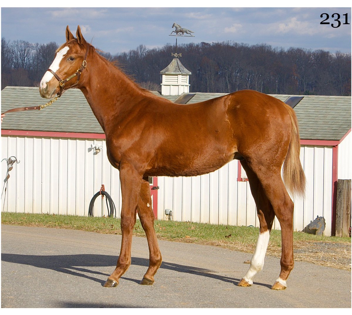 SabrinnaMoore's tweet photo. Here are a few more selling Tuesday, @FasigTiptonCo Midlantic Mixed Sale! https://t.co/2uYpXB9eEm