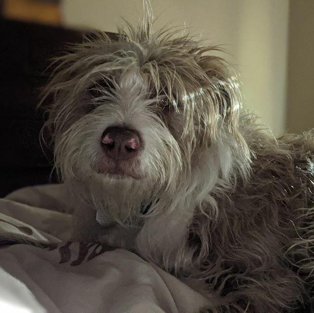 AmandaLHogberg's tweet photo. Because I can't get enough of him, I figured you couldn't either! 🤣⁠
⁠
Best antidote for feeling stressed and overwhelmed?  Walking your dog outside, no electronics, and letting your mind wander.⁠
⁠
He loves it.  You love it.  You both benefit. ♥… https://t.co/gMXElR83F4 https://t.co/B7VxHQOwy5