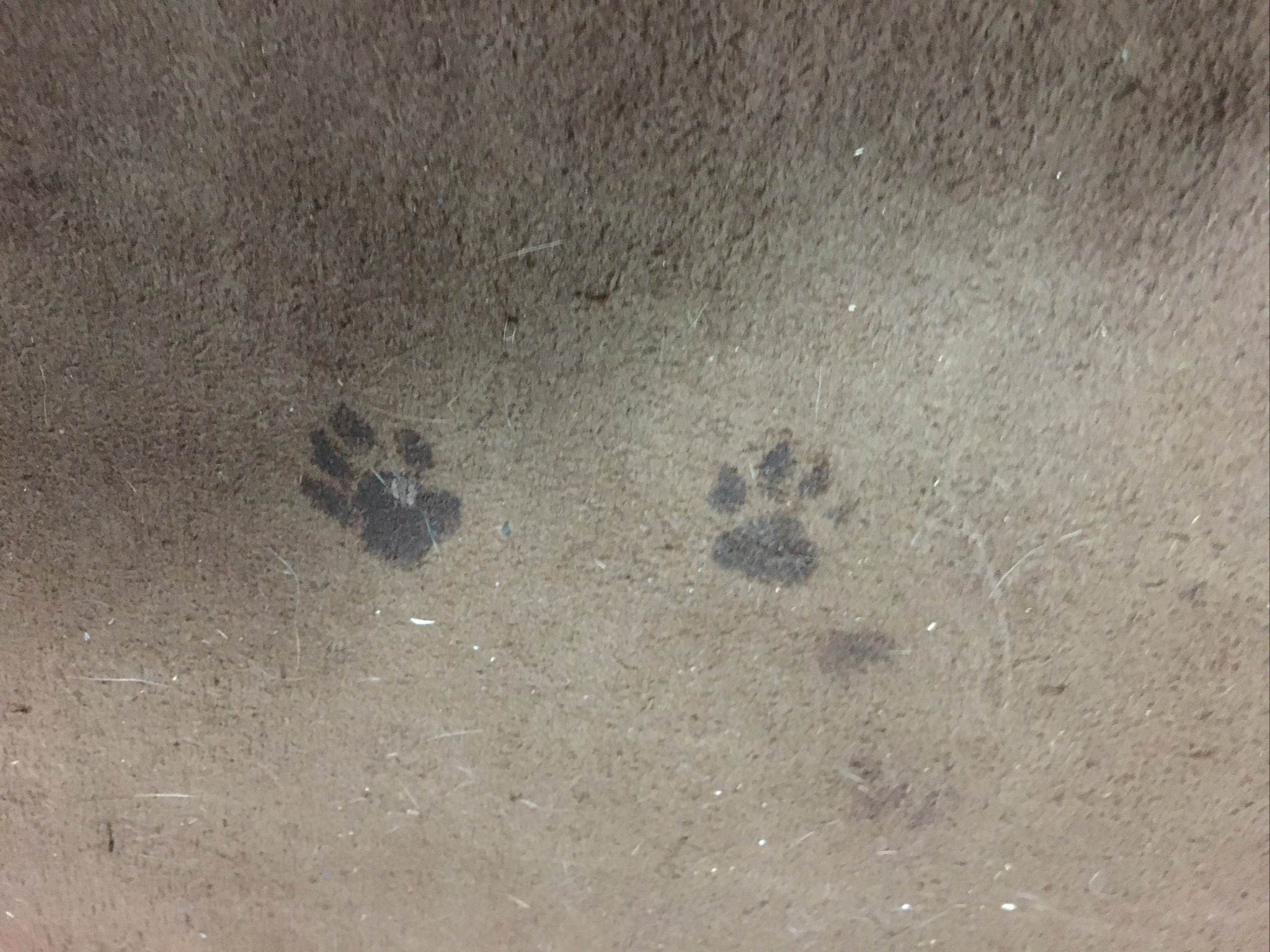 Canジャニ Twitter Search Twitter