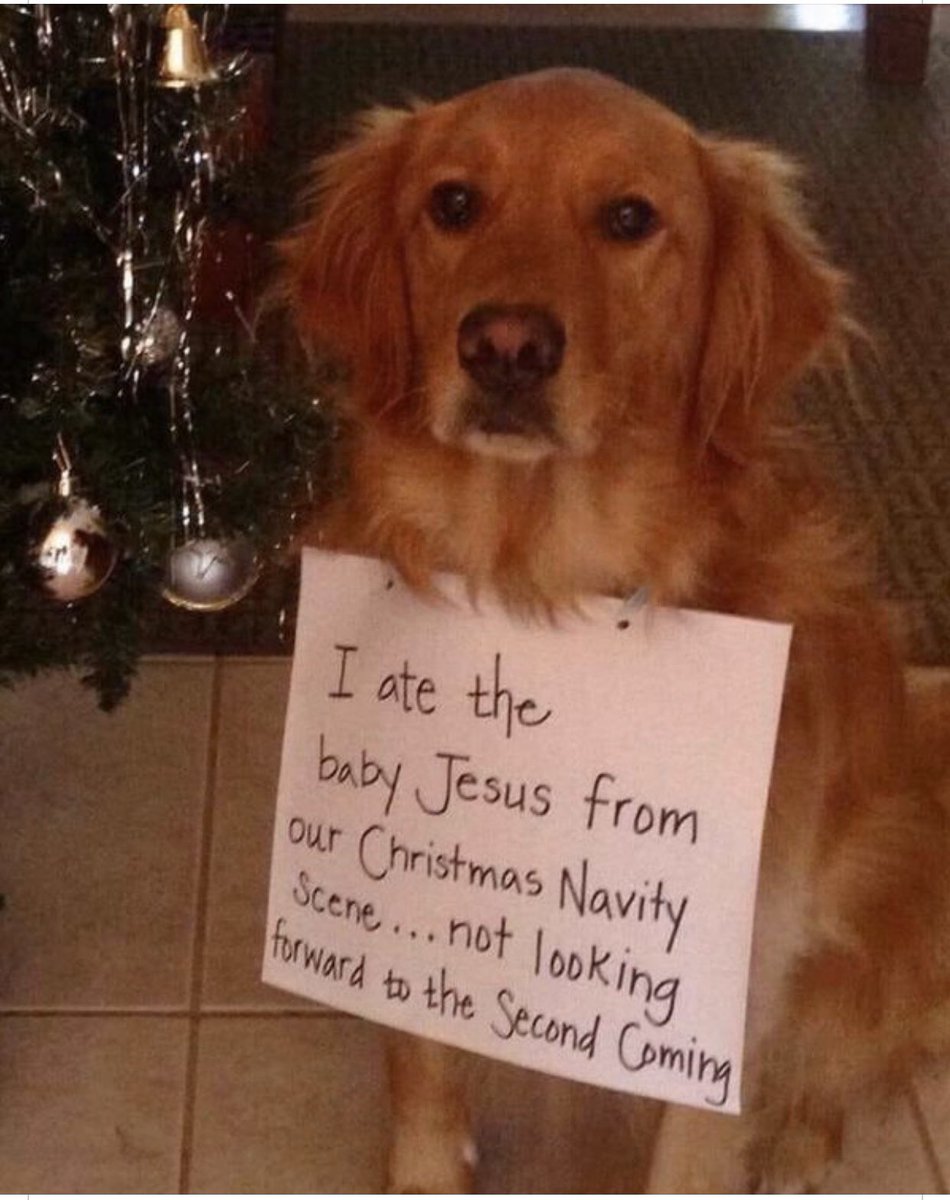 SSShepherds's tweet photo. So, I know the Bible says, “Taste and see that the Lord is good...”, but I don’t think Psalm 34:8 was meant to be taken quite like this! #dogs #thedogateit #poochproblems https://t.co/7YbvPHxN6k
