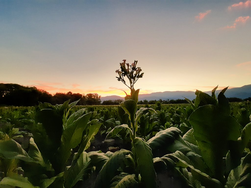 Carlaceliope91's tweet photo. Esta es la imagen materializada de lo que llamamos esperanza, que nos regala los mejores paisajes y detrás el,el trabajo y la fortaleza de un sector que no se detiene,  "El Campo", empezó la cuenta regresiva,de una nueva campaña que se avecina . Orgullosa de vos @Roman56007927 https://t.co/LsGtj3vQQd
