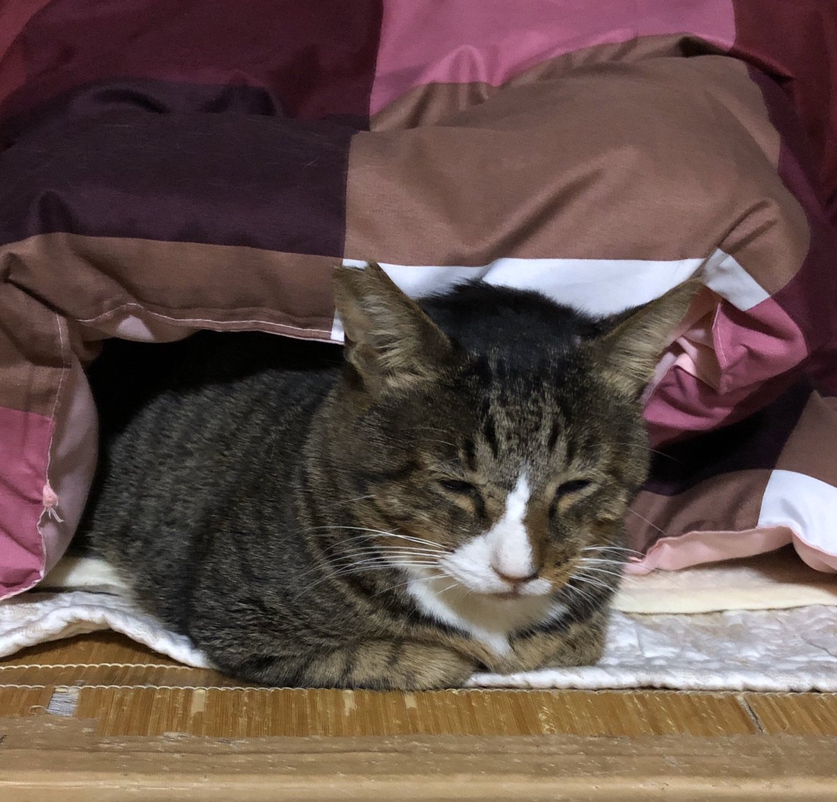 dli_x5's tweet photo. マル君が急死し涙は尽きない体調不良だったのだろう異変に気づかない私が悪いごめんねマル君残された保護猫達、注意してるよお母さん頑張るね小ちゃなボッチ、いつも一人ぼっちで餌場にきてたからボッチ、少し大きくなったよ可愛がってた優しいマル君有難う https://t.co/z1UwQvzYKe