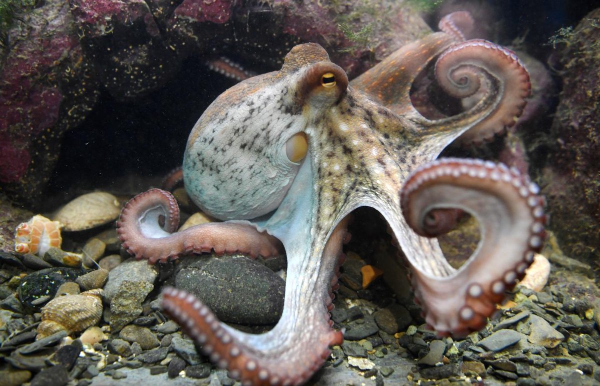 FGGGBTpod's tweet photo. When you break down a #Xenomorph, they are a #virus/#octopus/#Cordyceps/Tongue-Eating Louse combo, with the temperament of a #shark thrown in.  Listen as The #braintrust tells you how to create the perfect combination for your at-home #Cripsr kit.
https://t.co/yqDT1oSsBi https://t.co/jjTrK2oMxN
