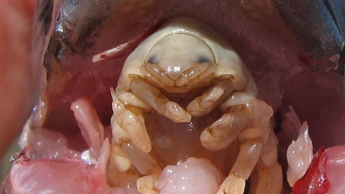 FGGGBTpod's tweet photo. When you break down a #Xenomorph, they are a #virus/#octopus/#Cordyceps/Tongue-Eating Louse combo, with the temperament of a #shark thrown in.  Listen as The #braintrust tells you how to create the perfect combination for your at-home #Cripsr kit.
https://t.co/yqDT1oSsBi https://t.co/jjTrK2oMxN