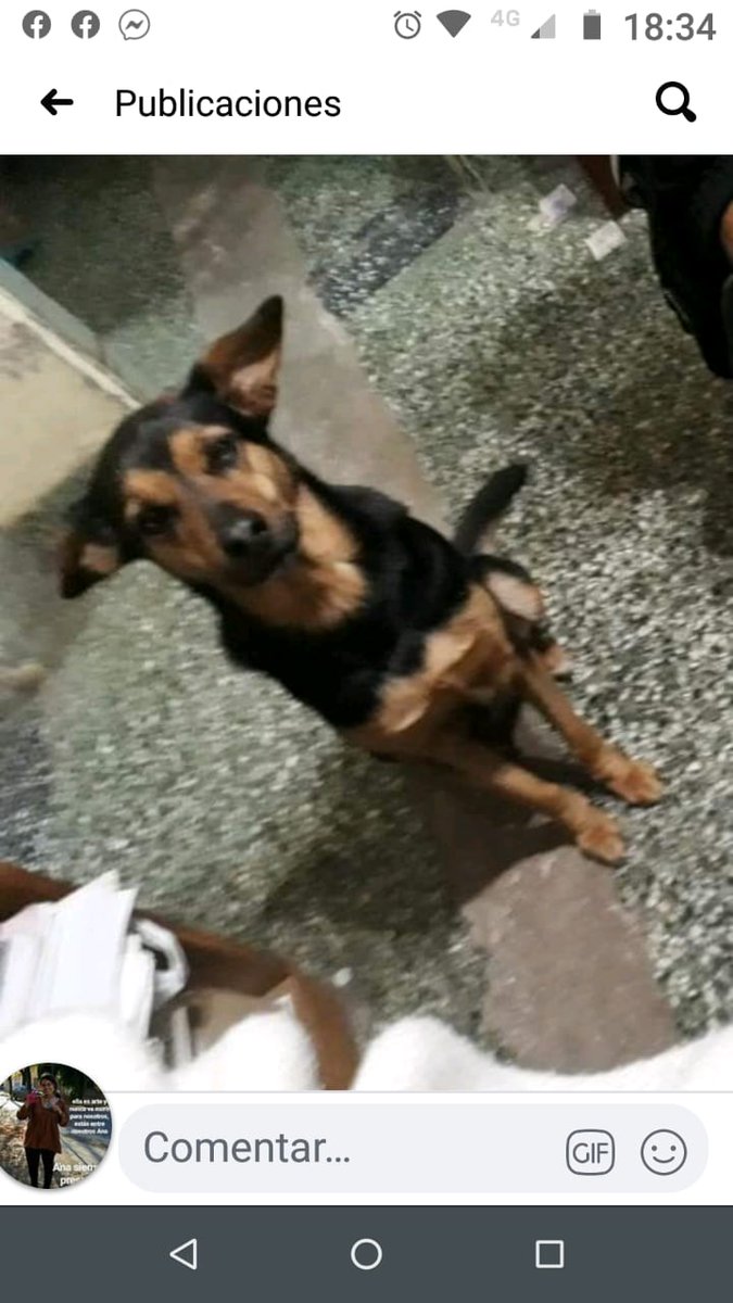 Se perdio Linda en la plaza sargento Cabral (V. Centenario),por favor si la ven retenerla y comunicarse al teléfono 1557581423. Gracias!