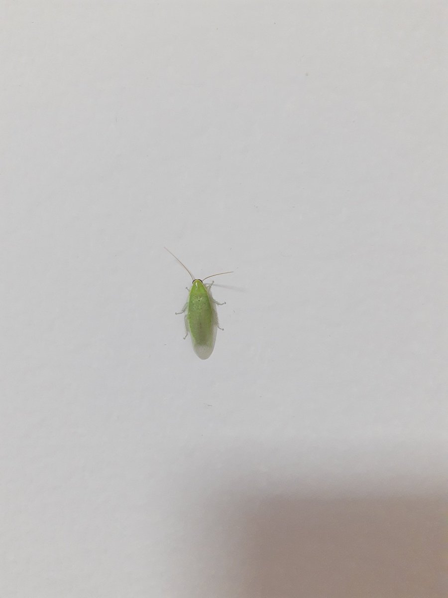 LokiUnknow's tweet photo. te em uma barata verde no meu quarto nmeu DEUS o que eu faço https://t.co/8q7XLgj2Ro
