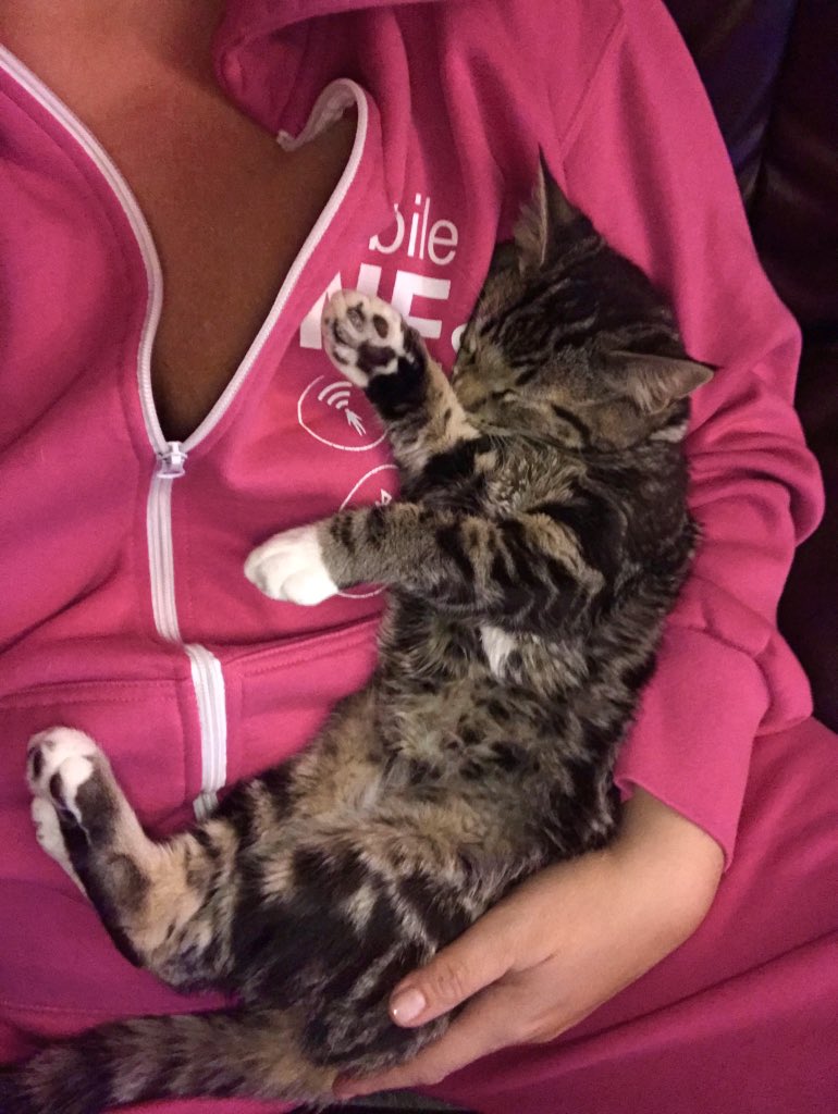 DianaMarguerite's tweet photo. #tbt My fur babies warm and cozy on my #TMobileONEsie 🐾💕 #NotJustForHumans #CatsLife #CatsOfTwitter #AdoptDontShop @JohnLegere @SievertMike https://t.co/i0vHc1Vpgg