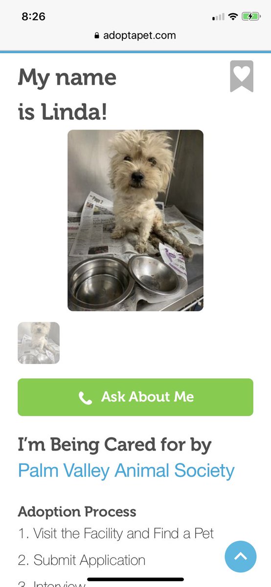 Taylorx2's tweet image. Linda has an ID number now: 43370715 She’s 1 of 799 available animals at #PalmValley looking for a home. #PVACtx #Edinburg #Hidalgo The number dropped from 821 as I was looking at the available animals. 😥