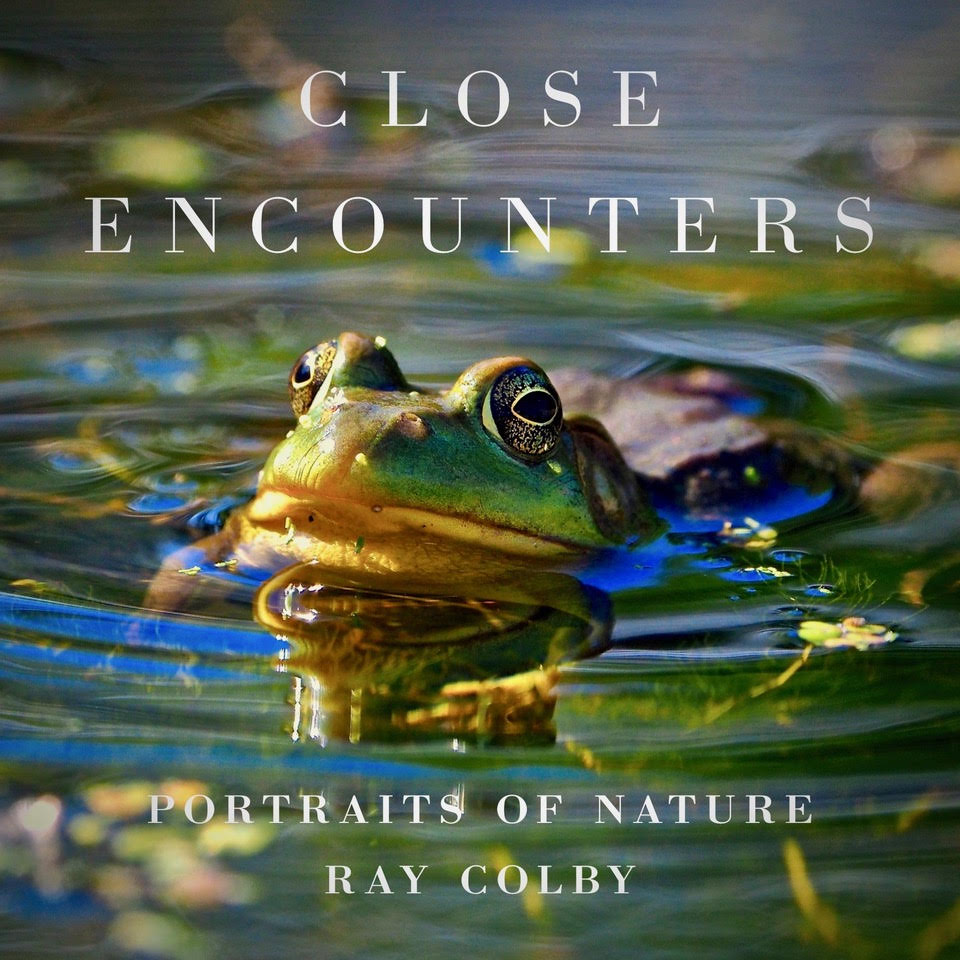 NationalCamera's tweet image. Come &amp;amp; experience 'Close Encounters' ; book signing &amp;amp; artist talk with Minneapolis local, Ray Colby.  Join us Tues 12/10 at 6:30pm in Golden Valley.  Cost is only $10!  See all the deets and register here &amp;gt;&amp;gt;bit.ly/389tbcj
.
#natcam #natcamevents #localartist #mnproud