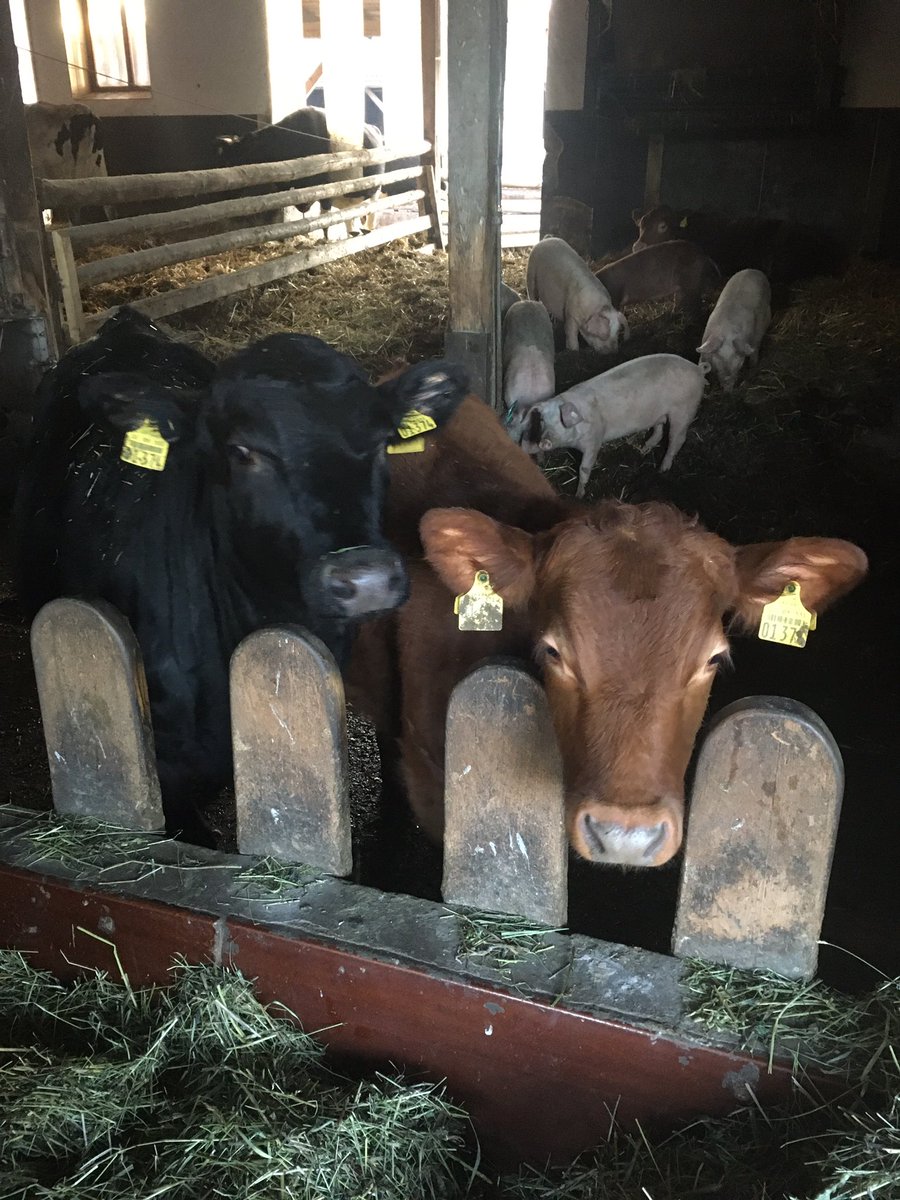 MClarissa2017's tweet photo. Visiting an innovative Farm in Bavaria. Awsome open pen as cow-pig living community 🐂🐖 @animal_future @ERA_NET_SusAn @bioland_de https://t.co/PwRU1RWSD2