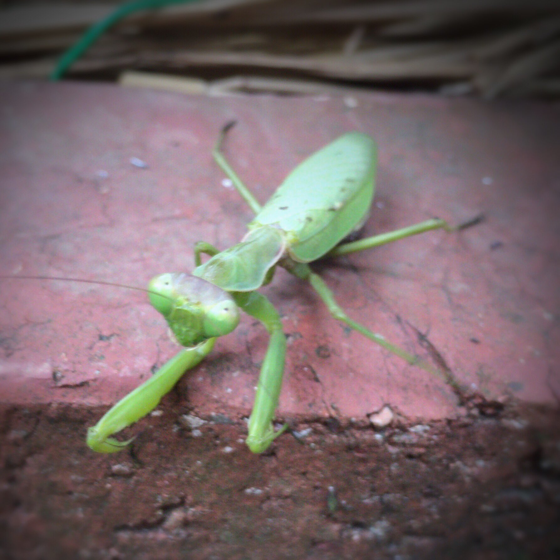 プルンバーゴ少尉 على تويتر 12月のカマキリ 夏に見た個体とは別の子 どうやら 調べるとｶﾏｷﾘは冬越しできないらしい 卵を産んだら あと数日 また来年 お腹の子ども達がうちの庭で元気に過ごせるよう祈ります