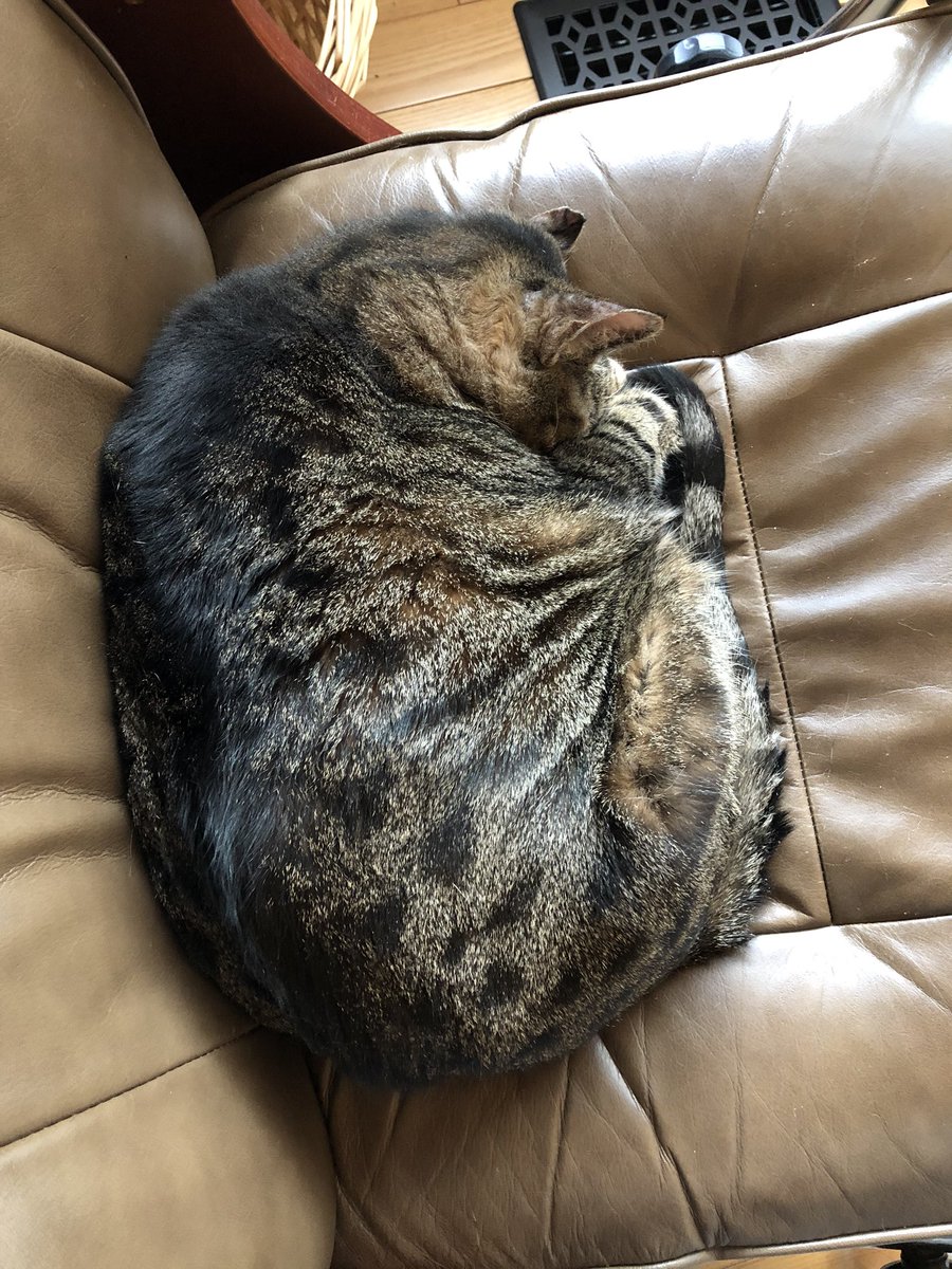 KeitherKeith's tweet photo. 🌀💤🌀💤🌀💤🌀💤🌀💤🌀

I’m sorry, I’m not available to answer your calls at this time. 

Please leave a message at the sound of the BEEP. 

Z
Z
Z
Z
Z
Z
Z
Z
Z
Z
Z
Z
Z

🔊🔊🔊B E E P ! ! ! ! ! 🔊🔊🔊

#KeithIsOtherwiseEngaged
#DeepAsleep
#CatsOfTwitter 

🌀💤🌀💤🌀💤🌀💤🌀💤🌀 https://t.co/qmdBwcuPQ0