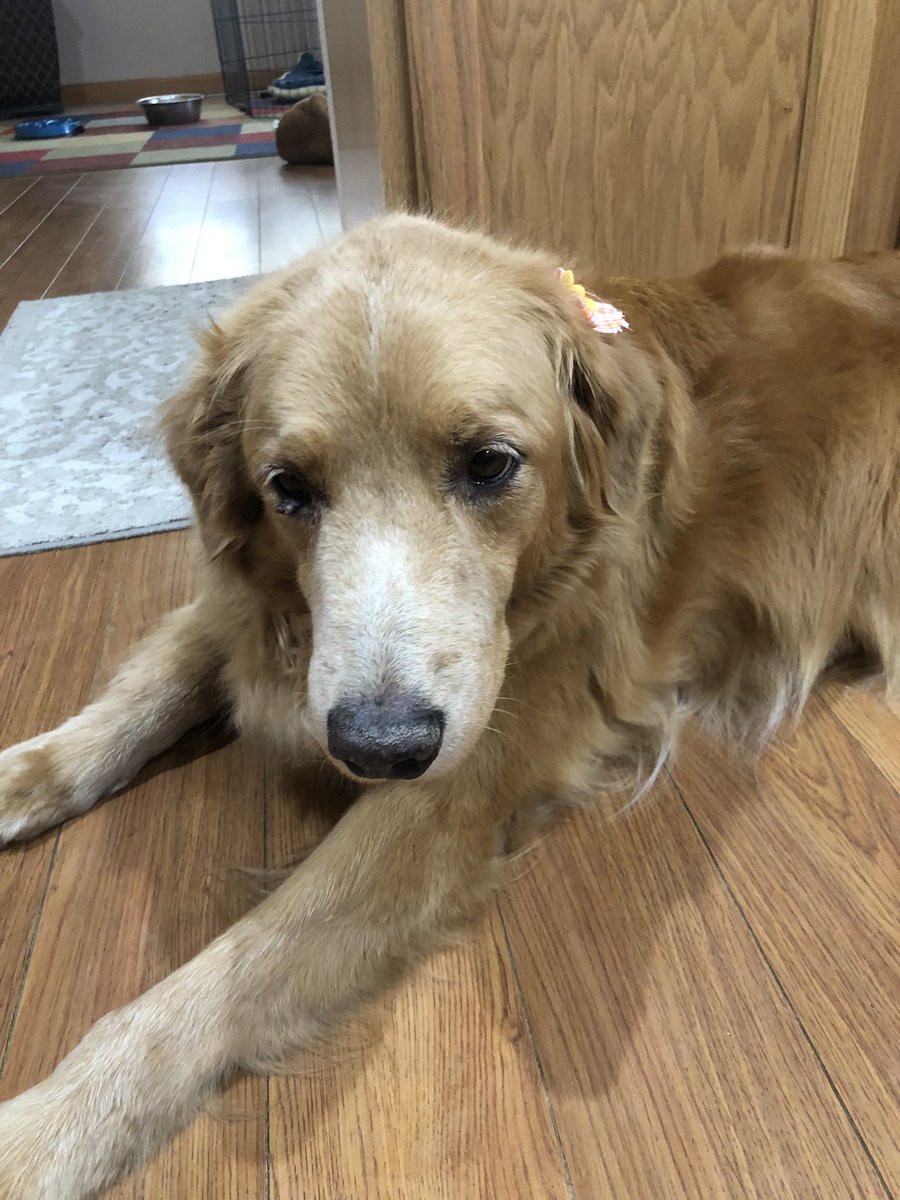 cbledsoe26's tweet photo. For over 11 years you’ve given us nothing but unconditional love and memories we’ll never forget. I only hope we made you as happy as you made us. Rest In Peace, Josie girl, we love you so much 💛 https://t.co/mSHTB5qBqT
