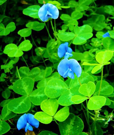 花 どんな時だって 夢見ることは生きること 悲しみを越える力 歩こう 果てない道 歌おう 天 そら を越えて 想いが届くように 約束 しよう 前を向くこと 約束 今日の誕生花 ブルークローバー 花言葉 約束 12時 ブルー クローバー