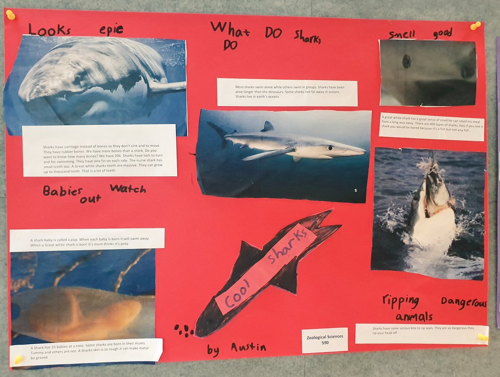 BishopAmyC's tweet photo. How will you communicate your new information? @ais_singapore students had choice when publishing their informative texts. A great way to share about themselves as a writer and their unique personalities! @CognitaSchools https://t.co/QREIoKt2MO