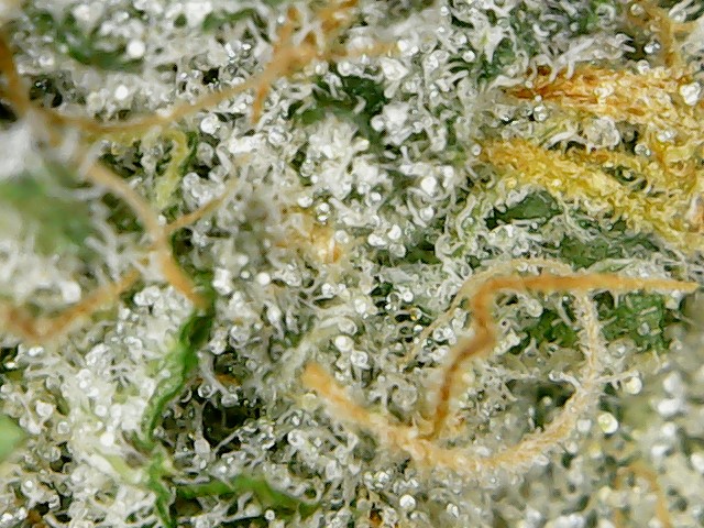 This is <a href="/crescolabs/">Cresco Labs</a> "Reserve - Sugar Plum Sunset." Why was this harvested so early? So many trichomes are still clear.