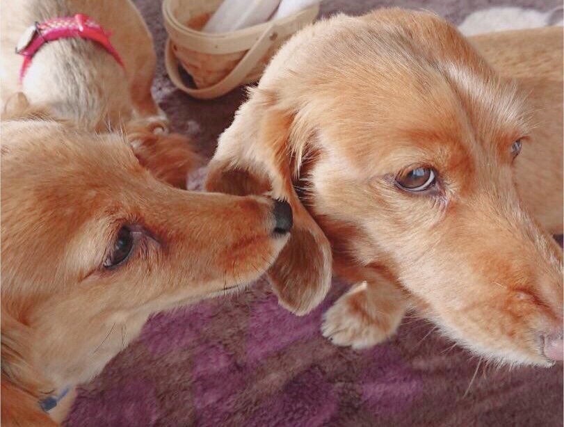 saravio_jp's tweet image. わんちゃんの乾燥トラブル 💥 

薄くデリケートな皮膚だから
しっかりケアしてあげたい!!!

そんな時、
活躍するのが「ＲＧ９２」と「温泉酵母」です✨

#AVANCE #RG92 #温泉酵母 #サラヴィオ化粧品