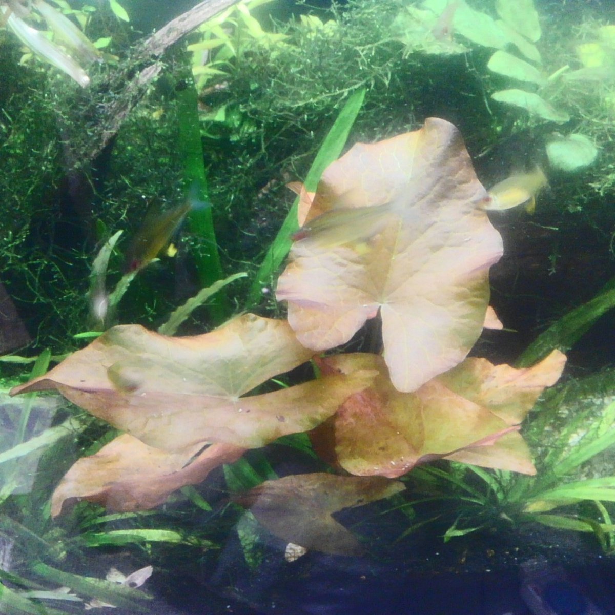 テトラco2プラス