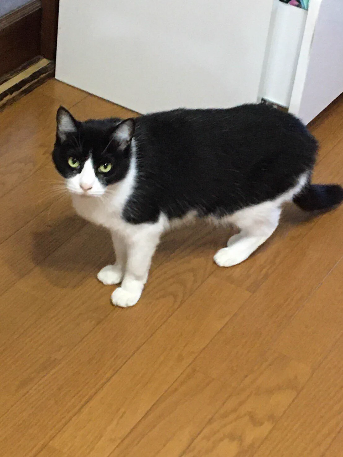 ミケちゃんとハチワレちゃんを救え!!拡散希望の投稿に亡くなった飼い主さんの愛情が伝わってくる