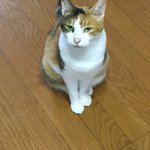 ミケちゃんとハチワレちゃんを救え!拡散希望の投稿に亡くなった飼い主さんの愛情が伝わってくる