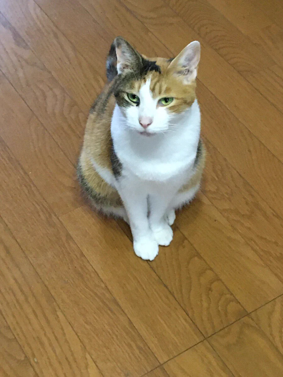 ミケちゃんとハチワレちゃんを救え!!拡散希望の投稿に亡くなった飼い主さんの愛情が伝わってくる