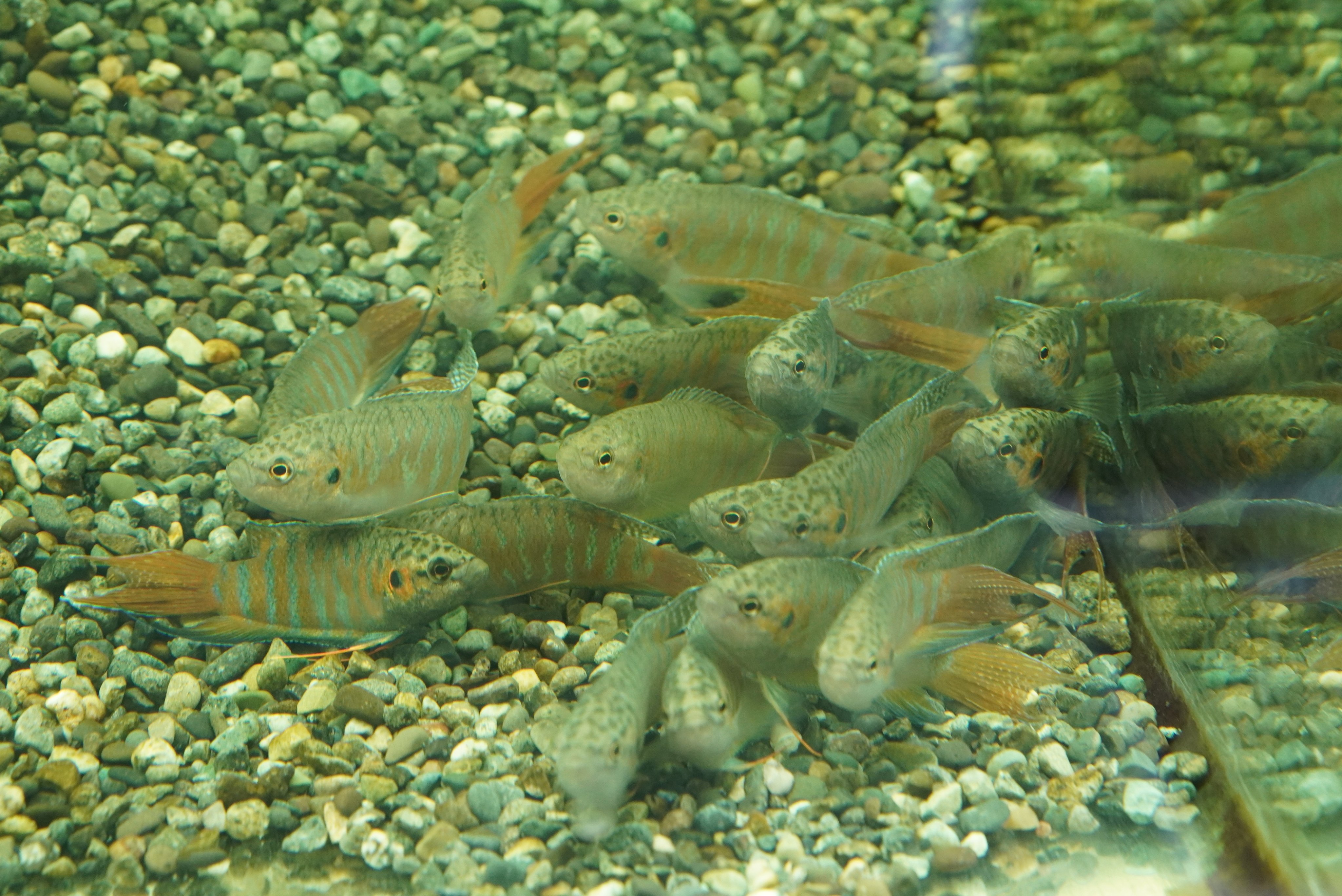 市ヶ谷フィッシュセンター 日淡 川魚 パラダイスフィッシュ 1尾 500で販売中 和名が タイワンキンギョ といい 国内だと沖縄に生息しています チョウセンﾌブナにとても似ていて 仲間なのですが 本種のほうが大きくなります 飼育 繁殖簡単な