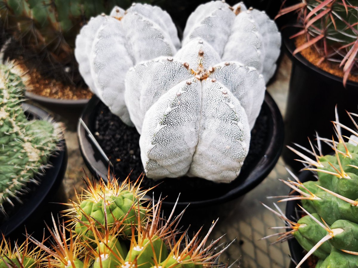 chartrix's tweet photo. Beauty plants, excelente People, Thanks for The gift. @kakusenen https://t.co/yo4R2uilqv