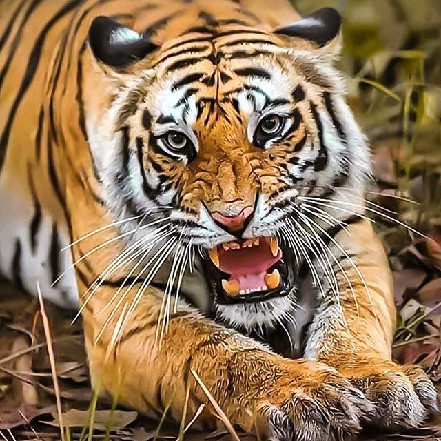 KirkToney1's tweet photo. Win or lose Proud Tiger https://t.co/m1e11xZzmu