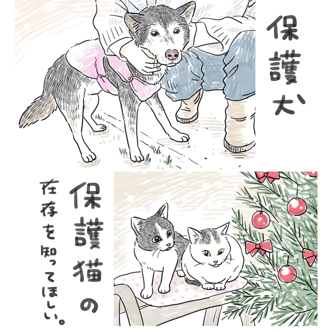 久しぶりに #にゃんさと へ遊びにいきました。
にゃんさとは香川県にある、保護猫のシェルターです。
我が家の猫ズ末っ子のレモンも、にゃんさと出身です。
ここにいる犬猫は皆、事情があり保健所や愛護センターから引き出された子達です。
みんな可愛い‼️?里親さん募集中です!!??? 