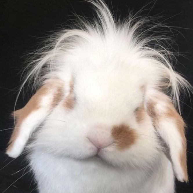 VIINI THE RABBIT tweet media