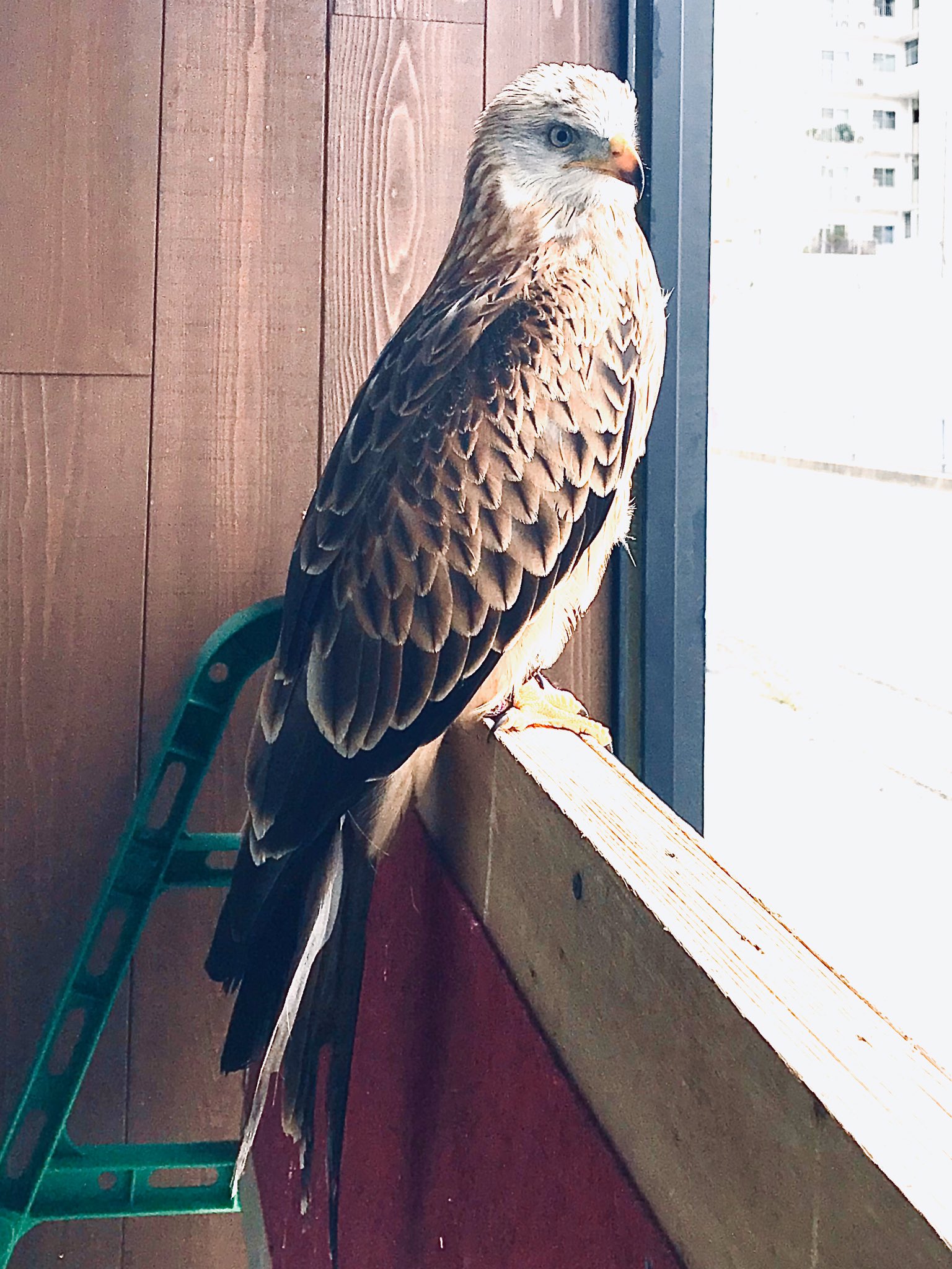 アカトビ Twitter Search Twitter