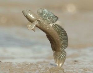 動物が癒し En Twitter Great Blue Spotted Mudskipper I Misunderstood ムツゴロウ トビハゼ T Co U3qvcritsr