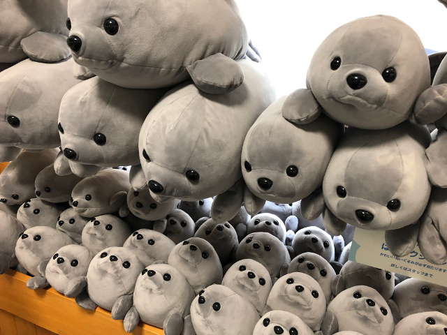 アグラオネマ白鯨おまけつき アグラオネマ ピクタム 白玉の成長記録 : 和えびのわっ！ ～誰得!?な