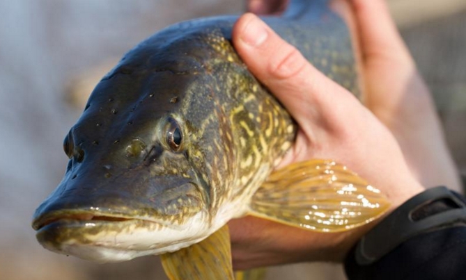 Nice fish, isn't is?