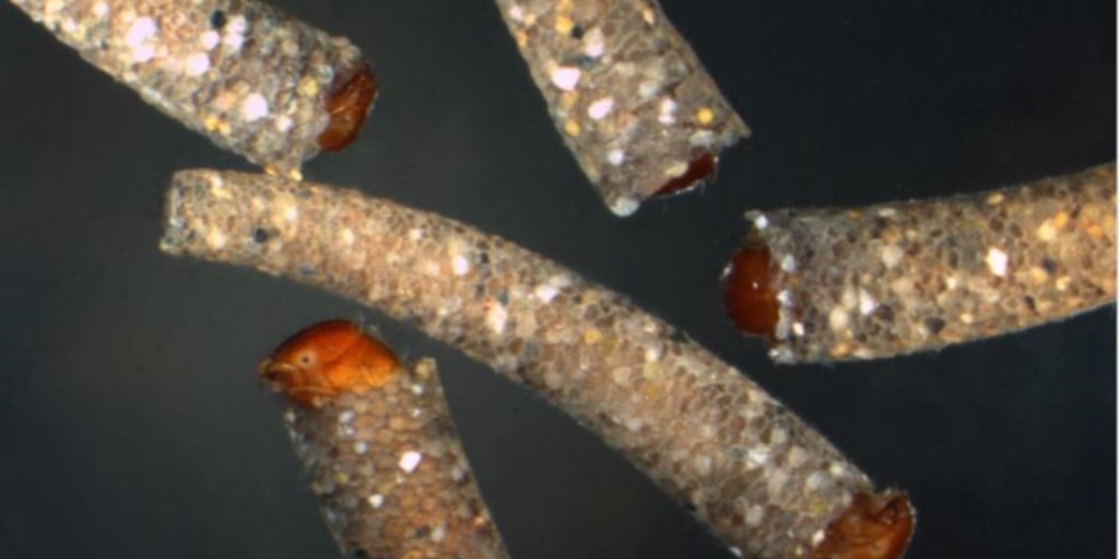 ofevCH's tweet photo. Le macrozoobenthos au service des eaux : ces petits organismes permettent de mesurer la qualité des eaux et, partant, de surveiller l’état de ces dernières. L’OFEV a adapté et amélioré la méthode d’évaluation biologique correspondante. https://t.co/DRXrr5egfV #protectiondeseaux https://t.co/wzJD4ycyKA