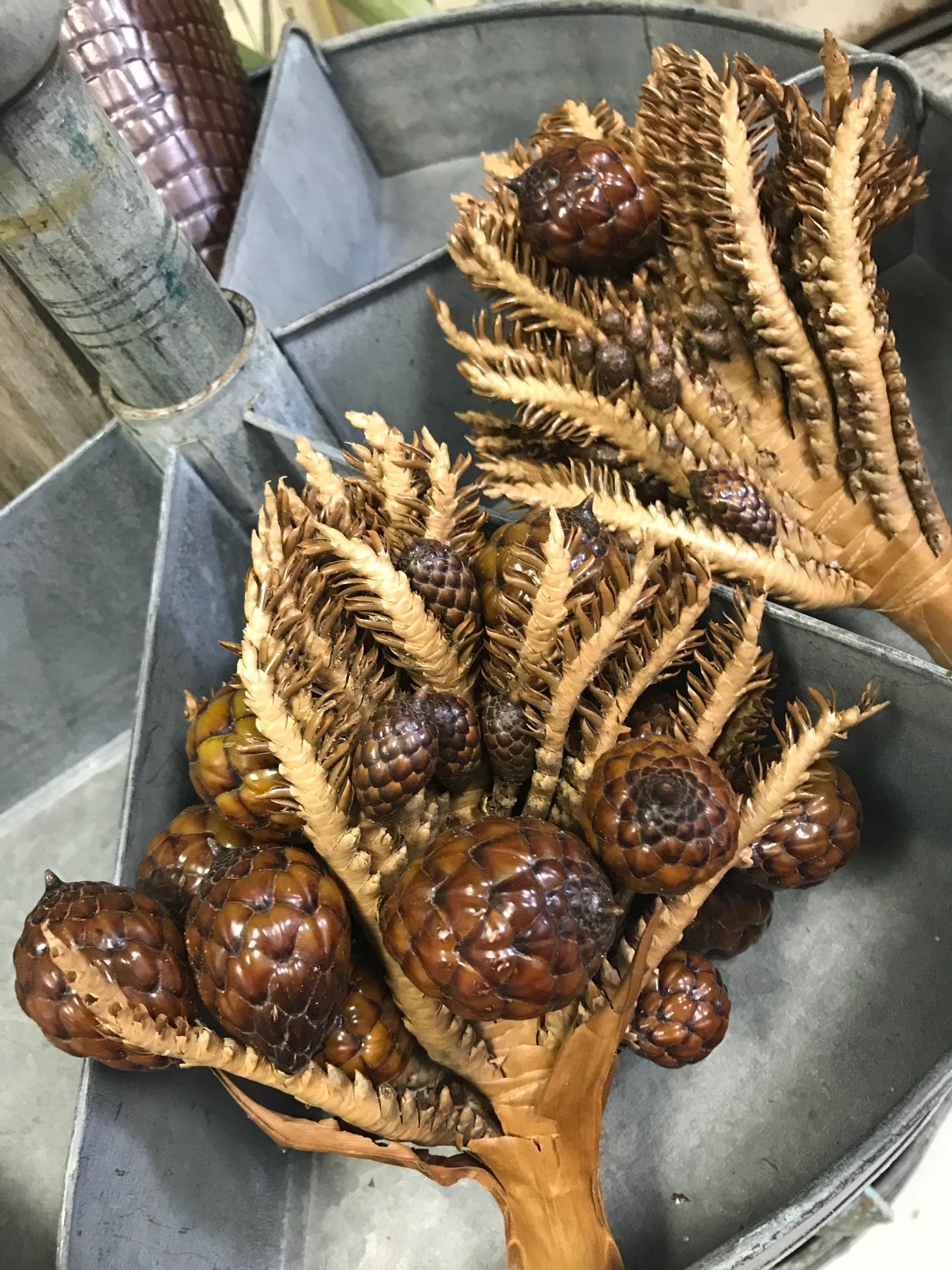 Arcobaleno Sur Twitter 恐竜の卵 ラフィア椰子の実 科名 属名 ヤシ科 ラフィア属 英名 Raffia Palm 原産 分布地 マダスカル島 熱帯アフリカなど 花言葉 栄光 勝利 ヤシの木全般の花言葉 針 という意味のraphiaはギリシャ語rapihisが語源 T Co