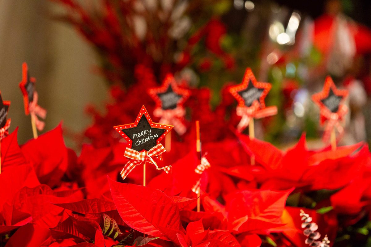 calella_bcn's tweet image. Bon dia #calellabcnlovers! Ja teniu la decoració nadalenca per aquestes festes? 🎄😍 Aquest cap de setmana, de 10 a 21h, a la plaça de l’Església, comença una nova edició del nostre tradicional Mercat de Nadal ⛄ El 6, 7, 8, 14 i 15 de desembre, no us ho perdeu!