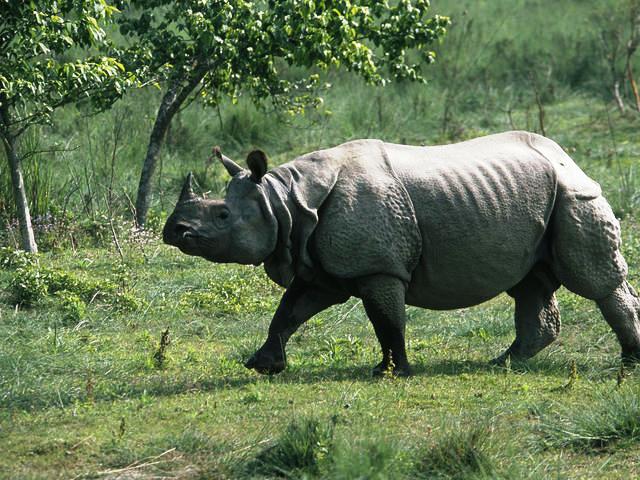 IncredibleVisit's tweet photo. It's time for some wildlife excursion. Look at the Rhinos at #JimCorbettNational Park! If we could sum up #Corbett wildlife in one word, it would be #tigers. But, soon you’ll be able to see one-horned rhinos brought from their native habitat in Kaziranga in #Assam &amp; #WestBengal. https://t.co/UYXUJrV6B9