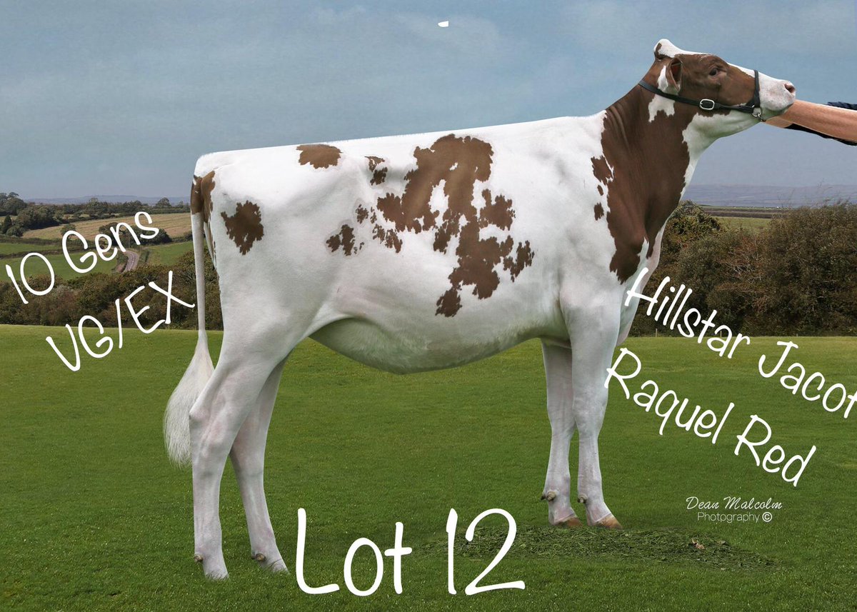 hill010415's tweet photo. Lot 12 #BWSALE
Go on...treat yourself...it's Christmas 🐮🐄🎄🎁😀 https://t.co/nJPGutzbO4