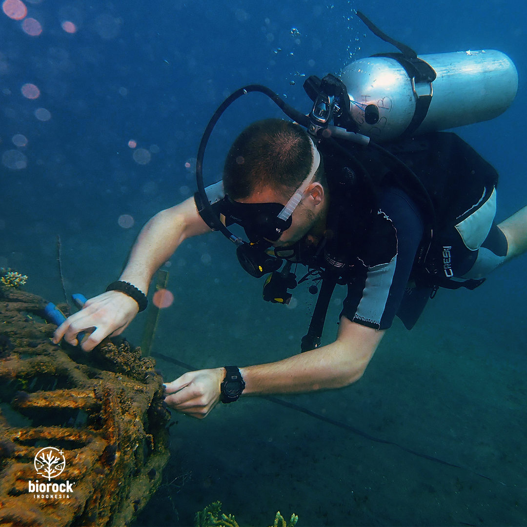 Want to participate in our conservation effort? Sign up for Biorock Indonesia's Citizen Scientist program! Curious? Prepare yourself and stay tune for the next update!  #biorock #biorockindonesia #coralreef #conservation #bali #coral #restoration #karanglestari #ayobantuseKarang