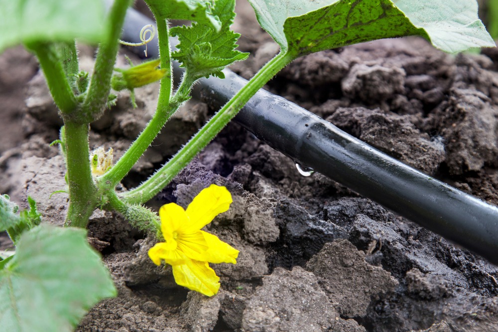 LLecro's tweet photo. The rainy season upon us! is it predictable how this season goes? Are we going to have adequate water to irrigate for the coming year? Are you using an efficient irrigation system on your farm? Introducing the Dayliff DripTape with excellent performance and durable. https://t.co/Fu30zimcUH